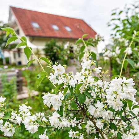 Beutenmuehle Straussenfarm Dach Owingen Eksteriør billede