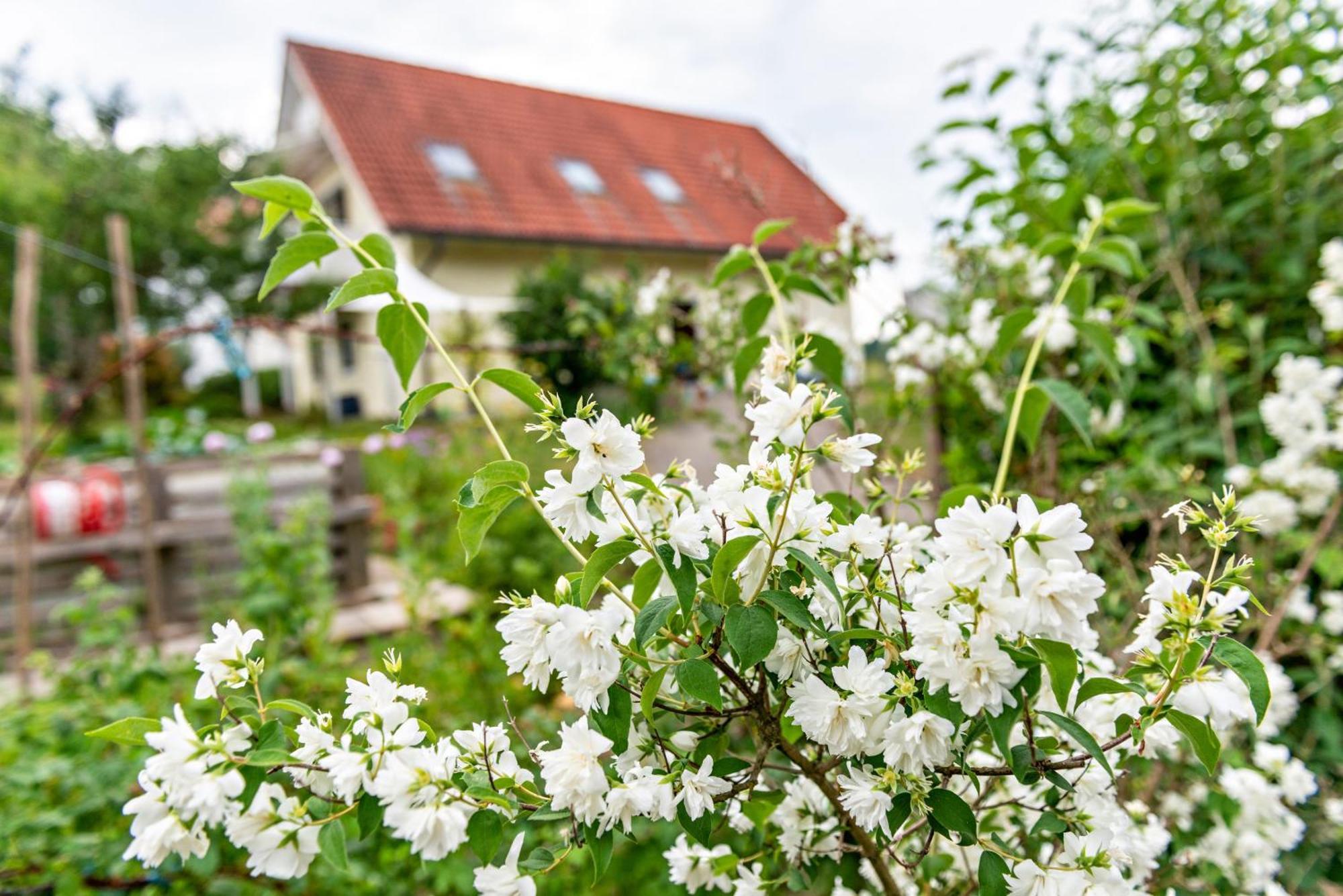 Beutenmuehle Straussenfarm Dach Owingen Eksteriør billede