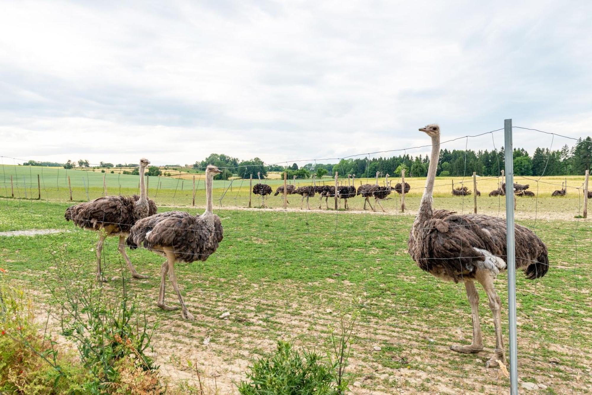Beutenmuehle Straussenfarm Dach Owingen Eksteriør billede
