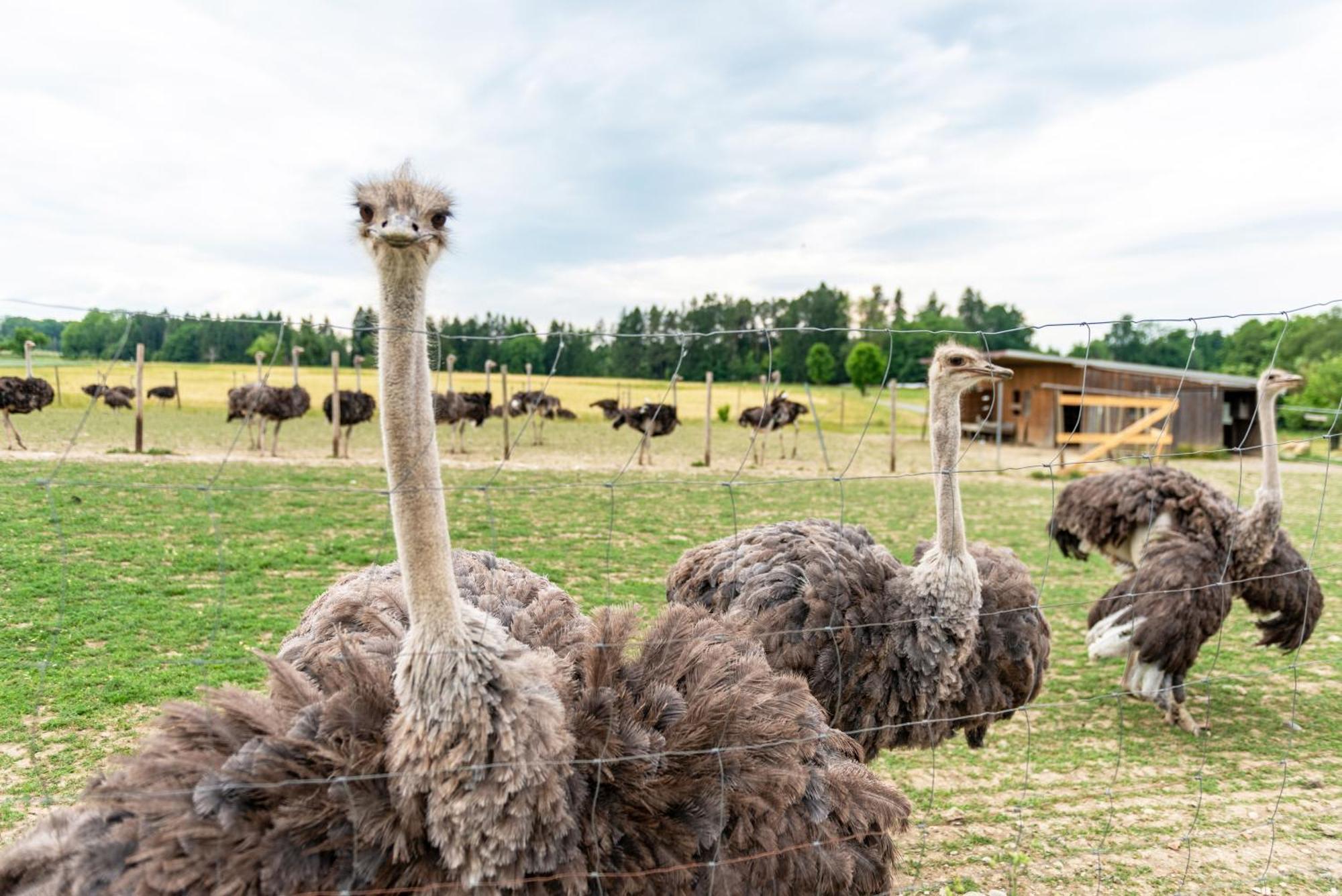 Beutenmuehle Straussenfarm Dach Owingen Eksteriør billede